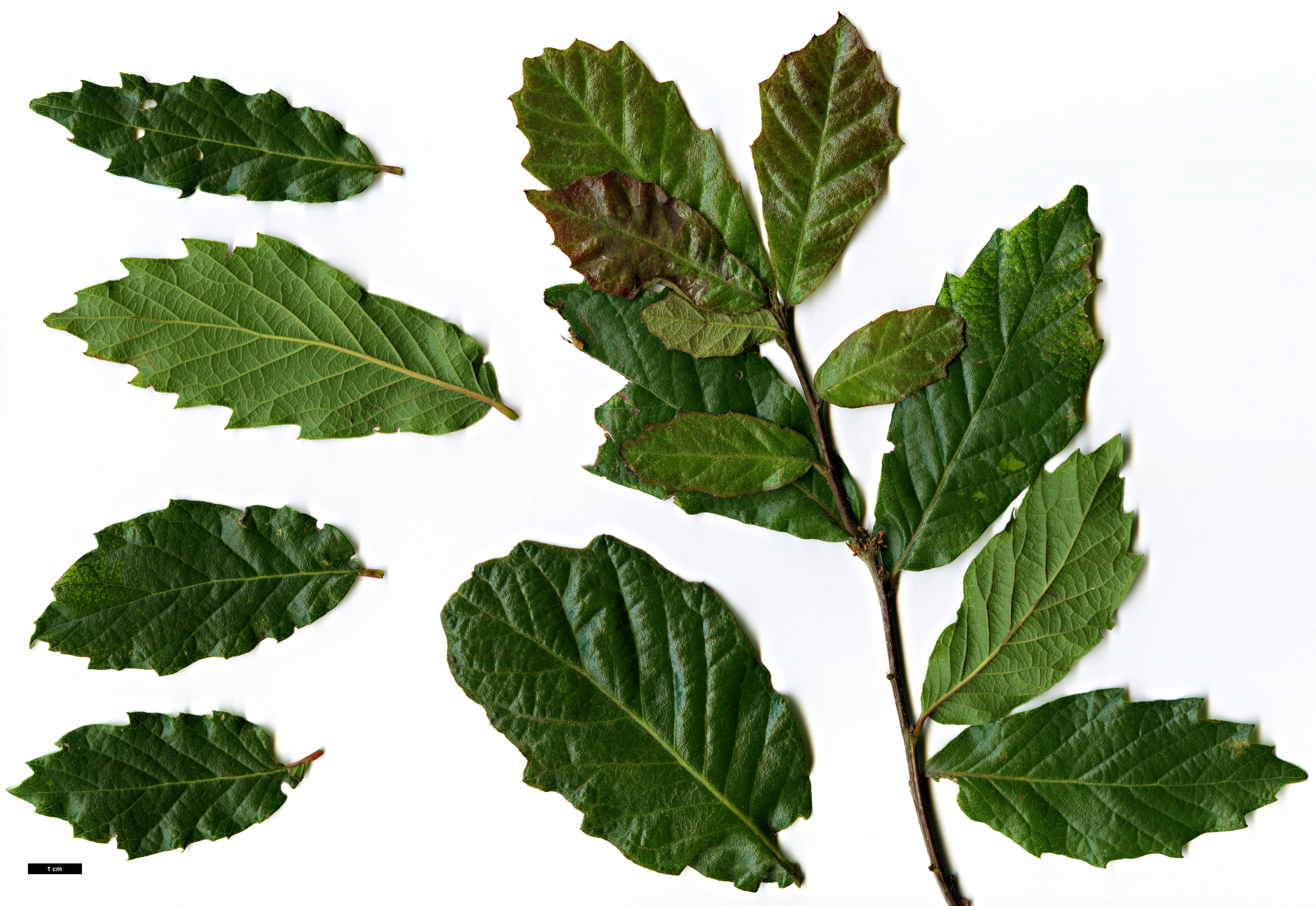 High resolution image: Family: Fagaceae - Genus: Quercus - Taxon: tuberculata